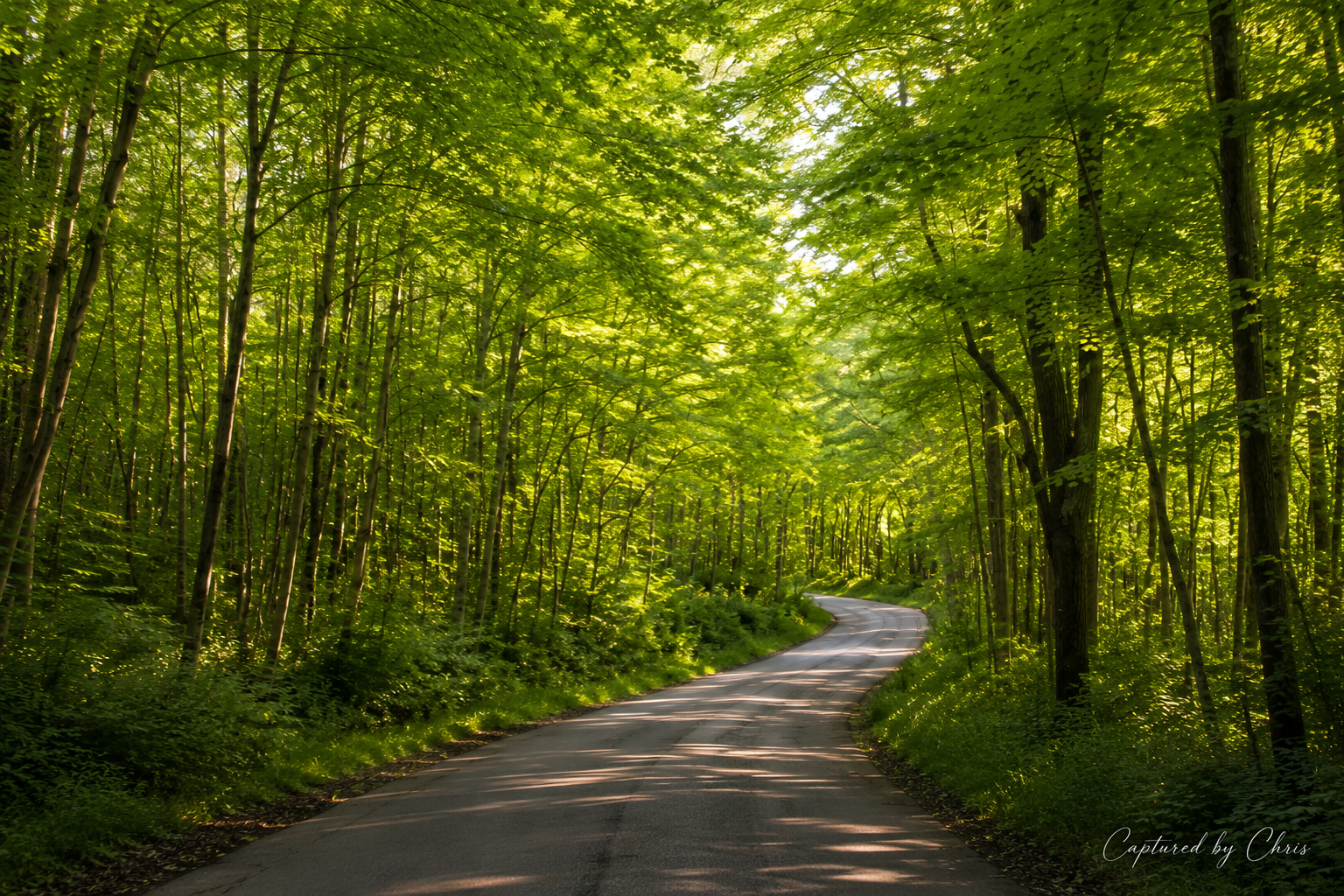 The First Step - A peaceful tree lined road curving gently through a green forest, symbolizing new beginnings, hope, and the quiet courage to move forward one step at a time.